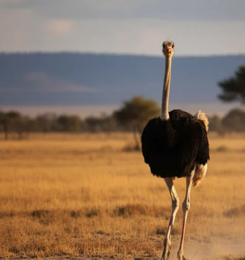 Ostrich Spiritual Meaning: Did You See One? Sign!
